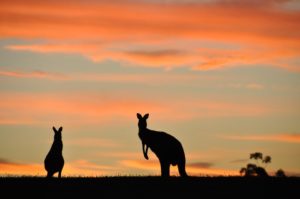 Silhouettes of kangaroos against the sky at dusk
