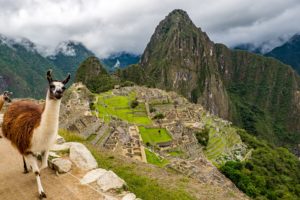 Llama at Machu Picchu